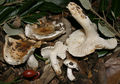 Hygrophorus arbustivus